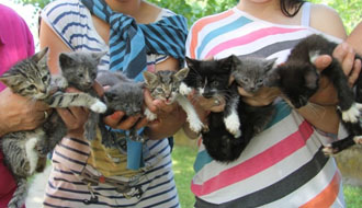 örökbe fogadható kutya, cica állatok mentése kutyamenhely támogatása adóbevalláskor adó 1 százalék